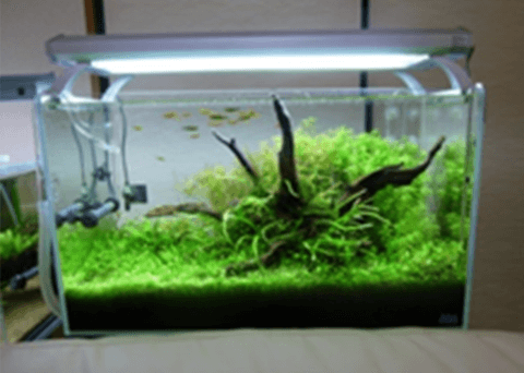 水草水槽